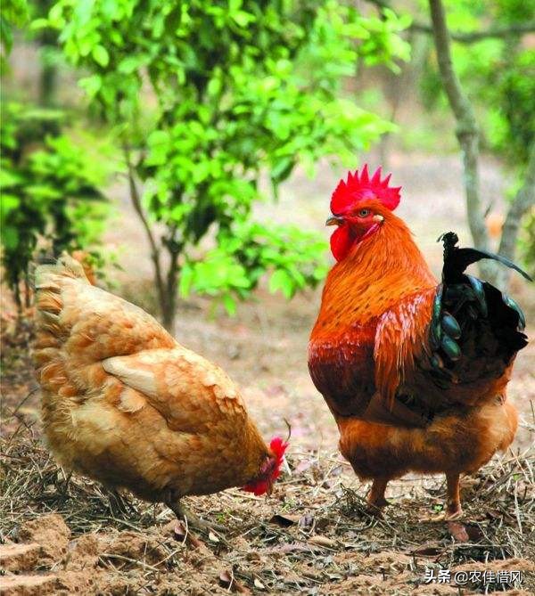 山林散养土鸡需要注意哪些问题,散养1000只土鸡需要投入多少钱