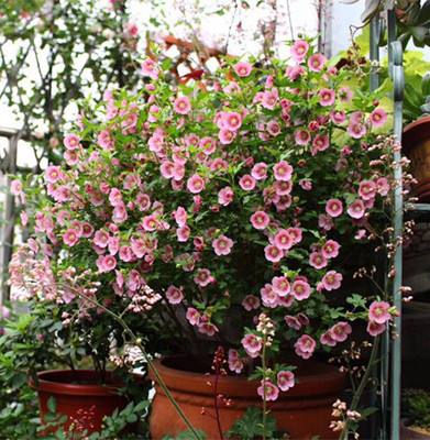 堪称开花机器的4种花,四季开花木本花卉盆栽有哪些品种