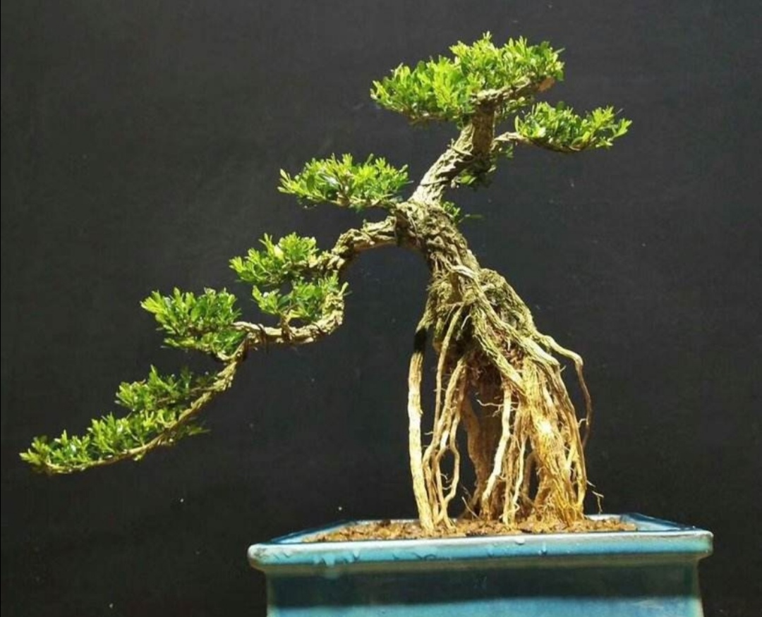 黄杨盆景6个细节造型,黄杨盆景自己怎么造型