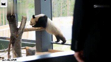 团子在泰国,团子外国