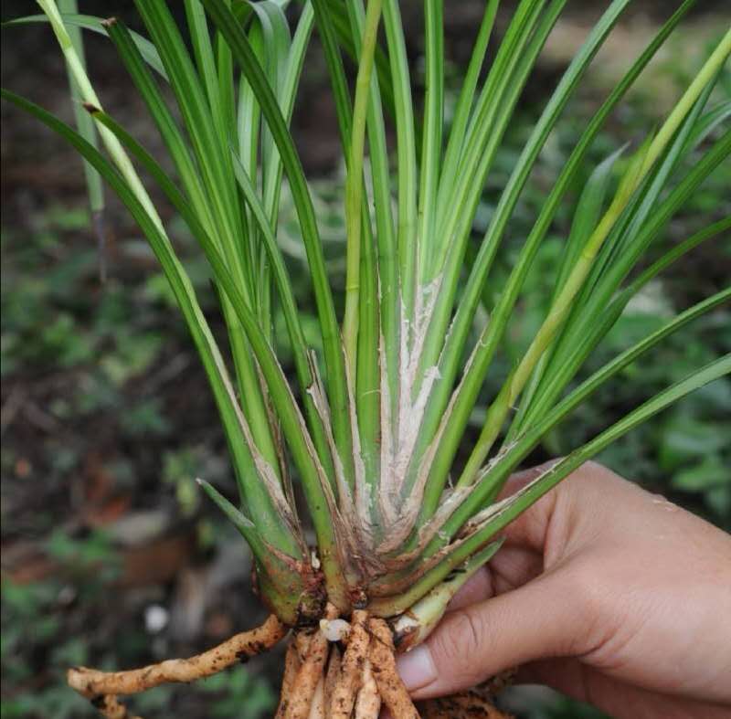 秋芝是什么样的兰花,秋芝兰花为什么这么贵