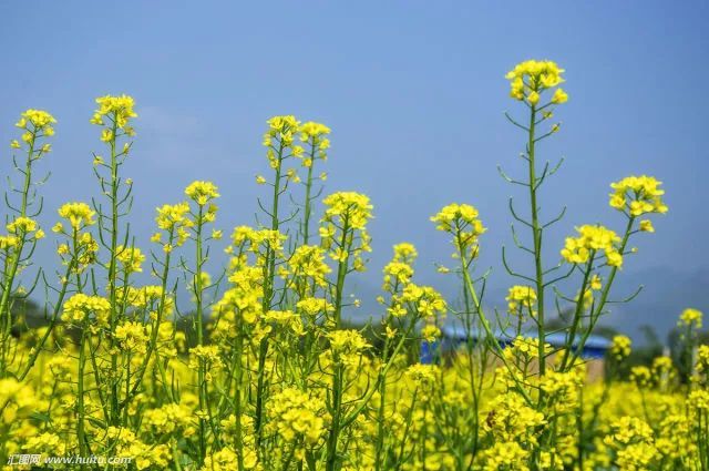 重庆旅游小岛,重庆小岛景区