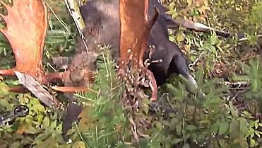 强弩的*伤杀**力能和枪械媲美吗?