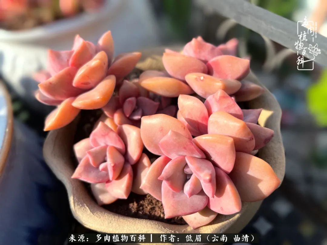 多肉植物百科如何投稿,感谢多肉植物百科的陪伴