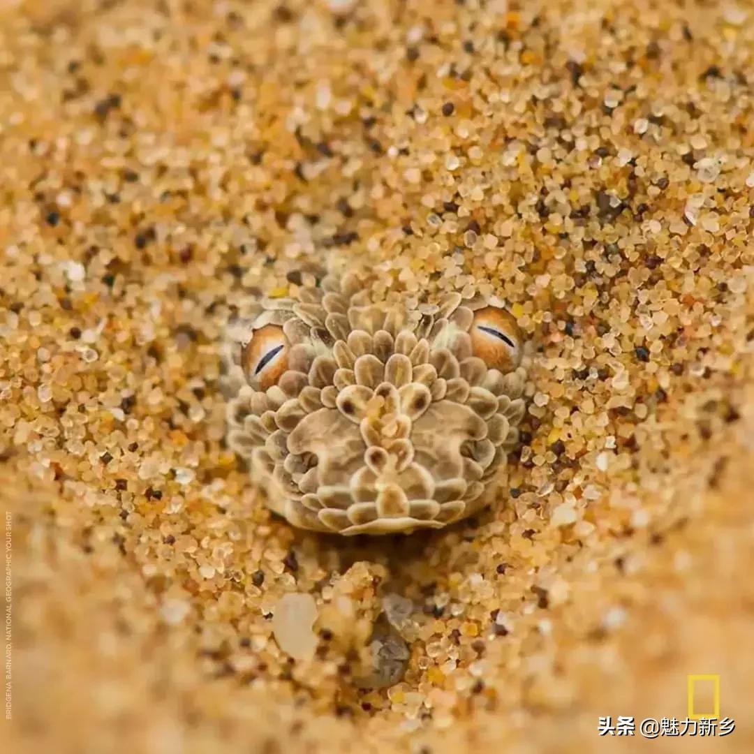 美国国家地理杂志2020摄影作品,美国国家地理杂志摄影展