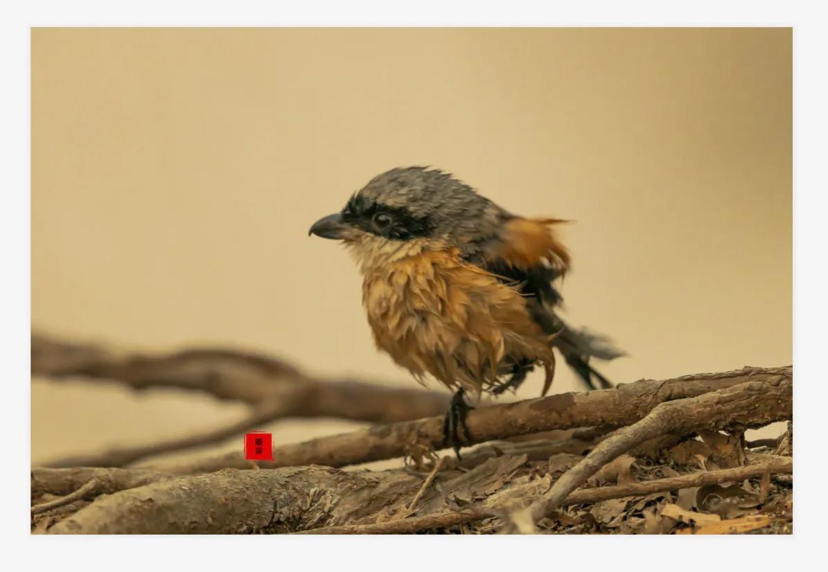 暴雪要来了最低零下三十度,暴雪真的要来了吗