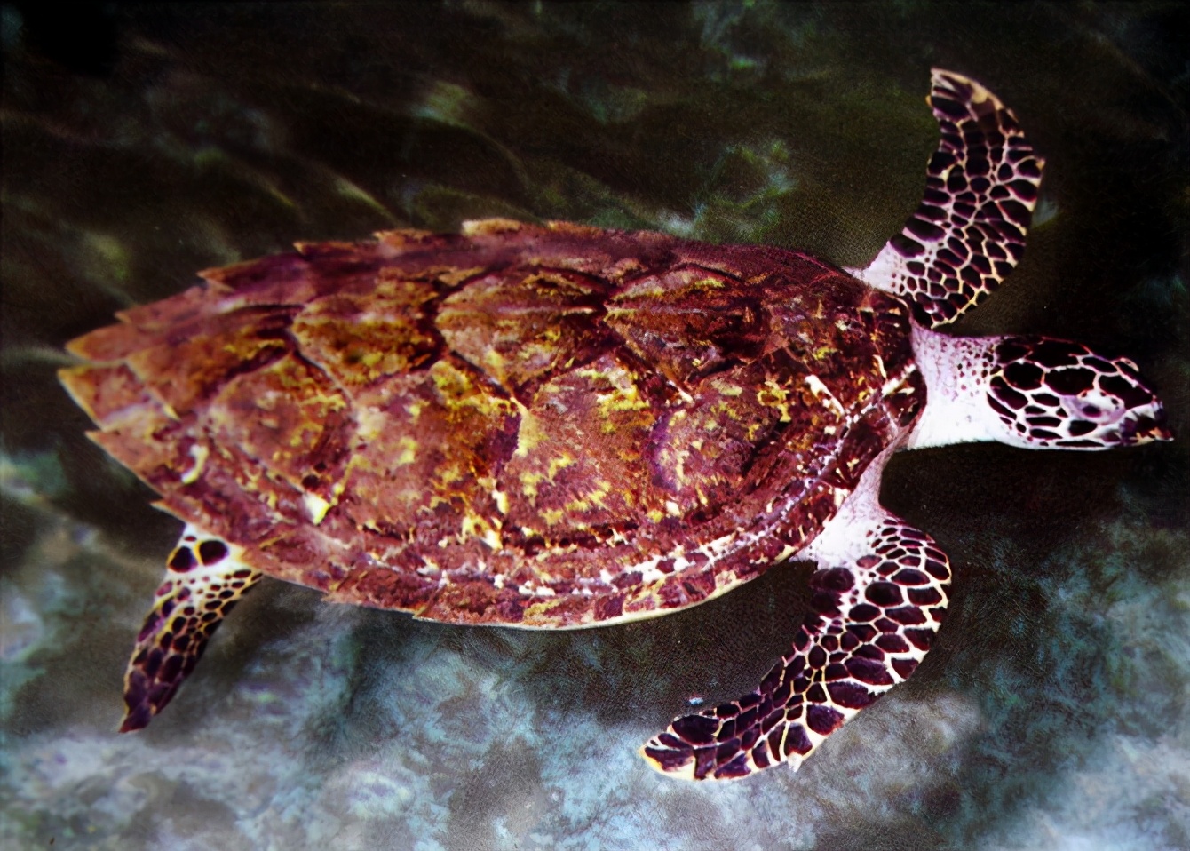 各种龟类图片大全大图,龟类展示会