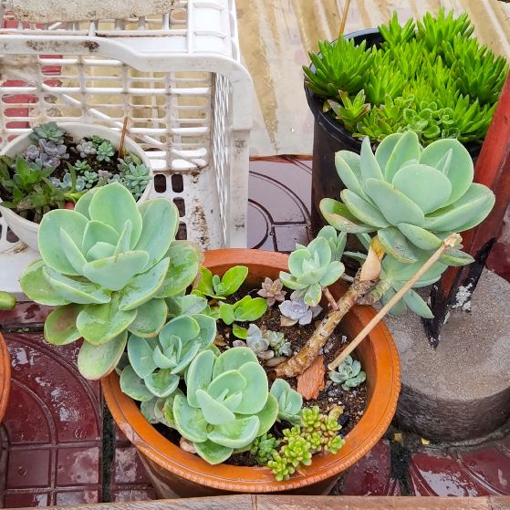 容易度夏的多肉品种图片,容易度夏的多肉植物有哪些