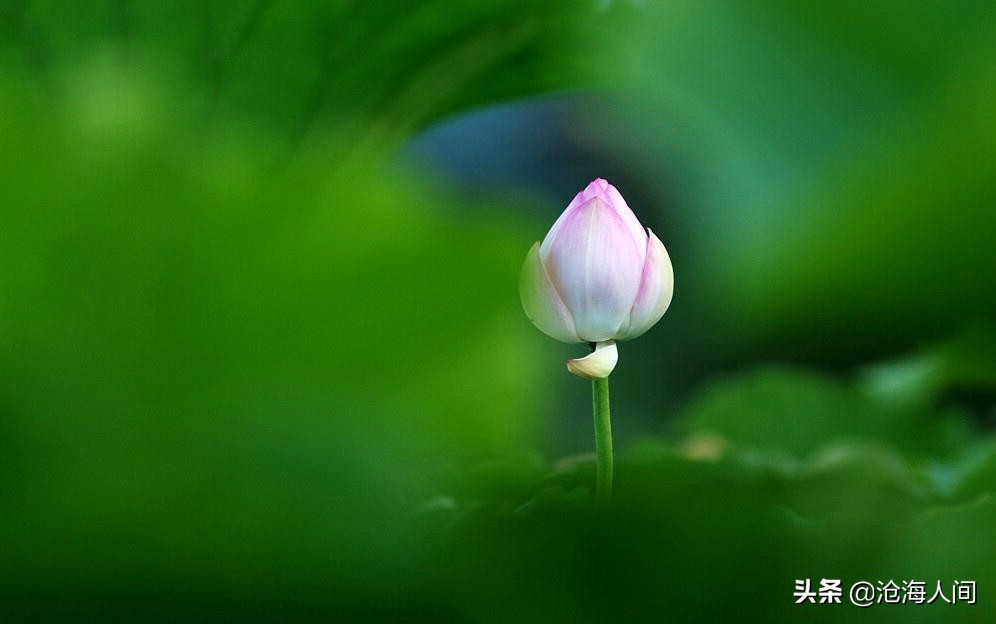 写荷花的诗词有多少,禅意荷花的诗词