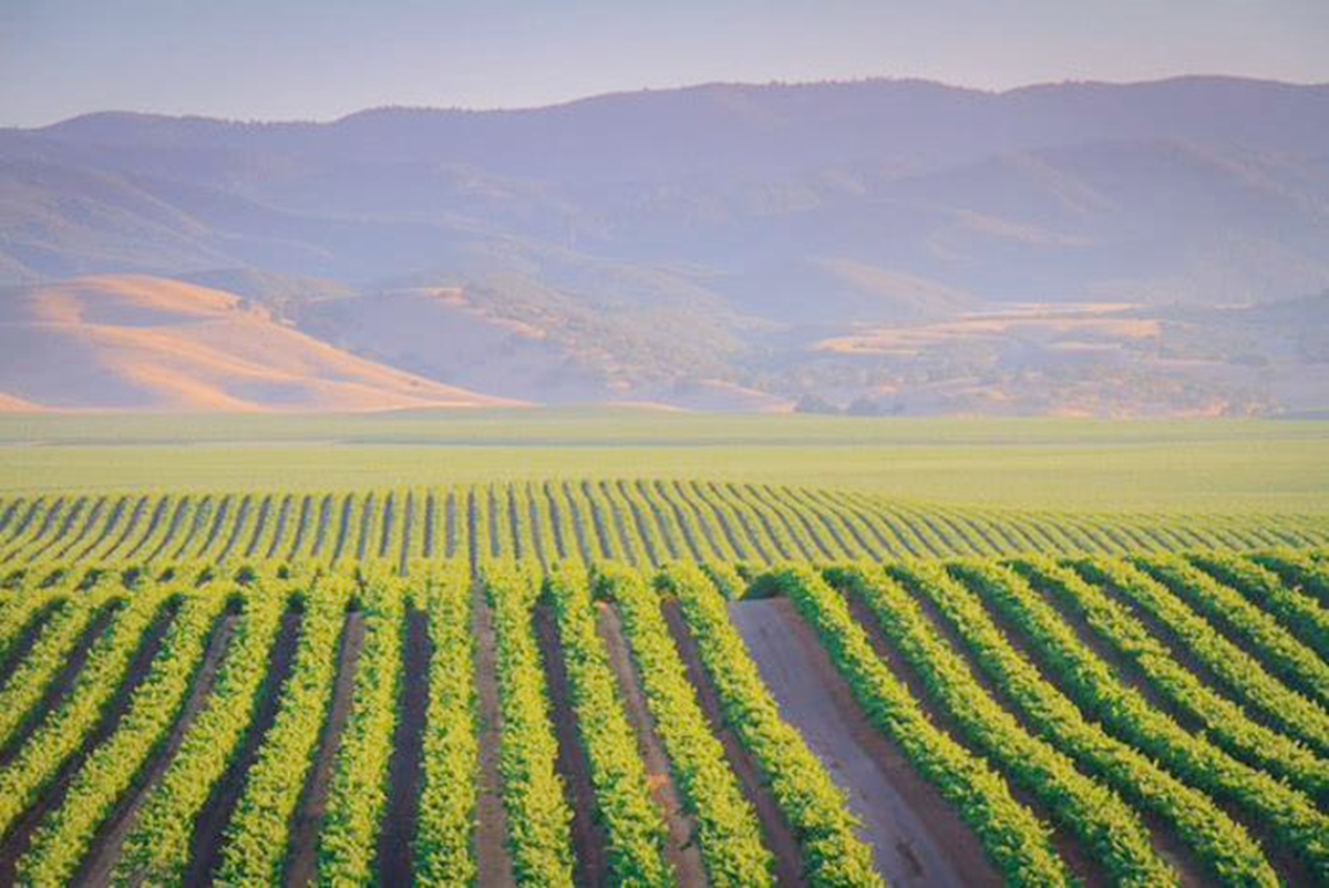 中国五大葡萄酒产区排名,中国有哪些著名葡萄酒产区和酒庄