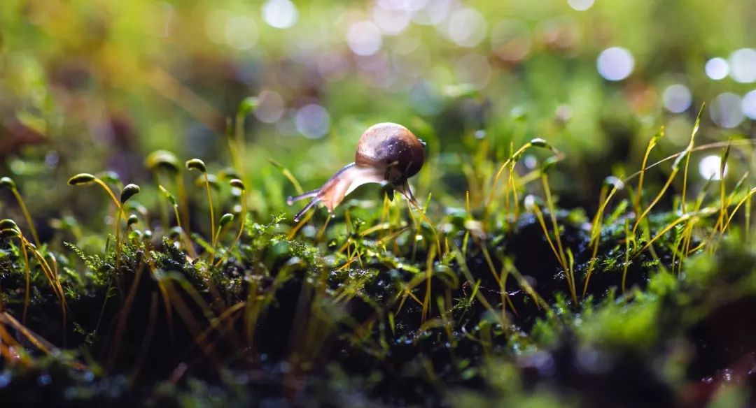 70-200f4能拍啥,70200套件安装视频