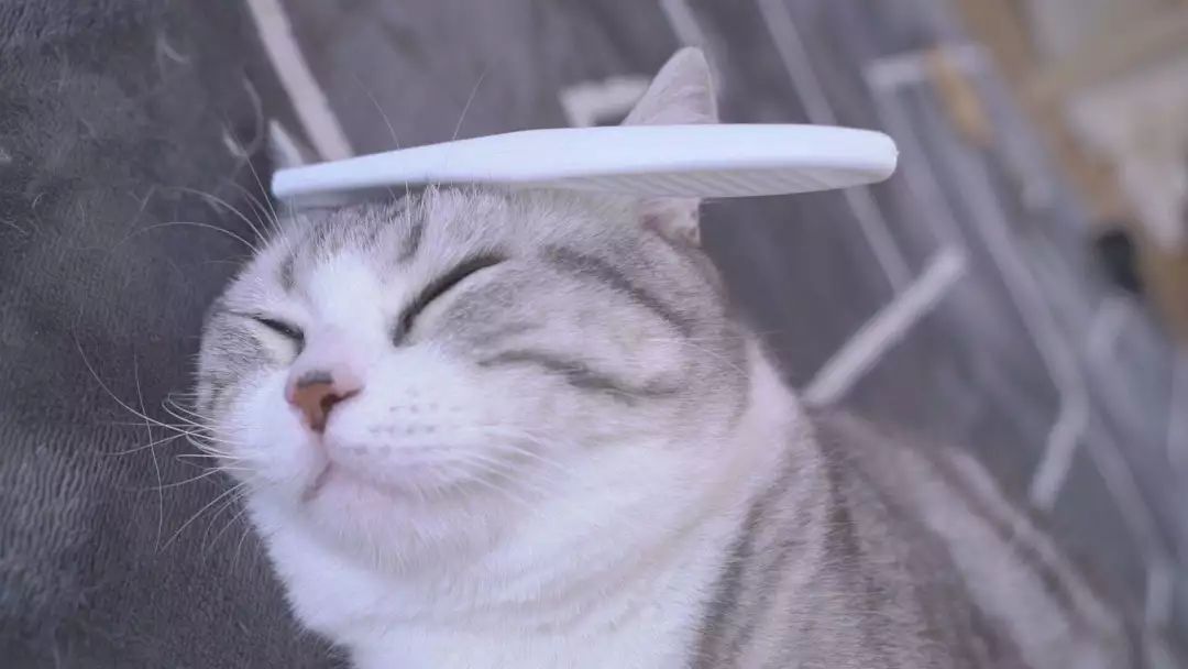 猫咪最不可以碰的地方是哪里,猫咪最不能碰的几个地方