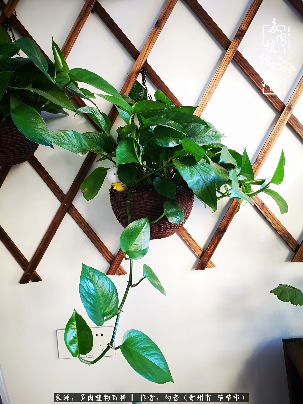 和多肉共度美好时光,与多肉一起成长