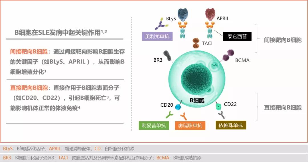免疫紊乱和血液有关系吗,免疫系统紊乱和狼疮一样么
