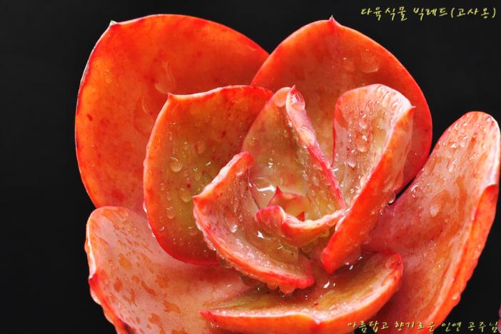 多肉公主艺术造型,韩国画多肉的女孩