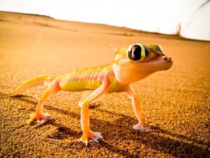 一半是沙漠一半是绿洲,一半沙漠一半海洋