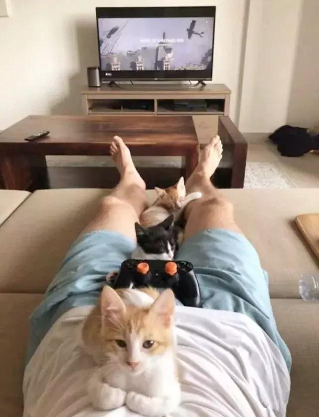 怎样可以封印住一只猫,咋样可以快速封印猫咪