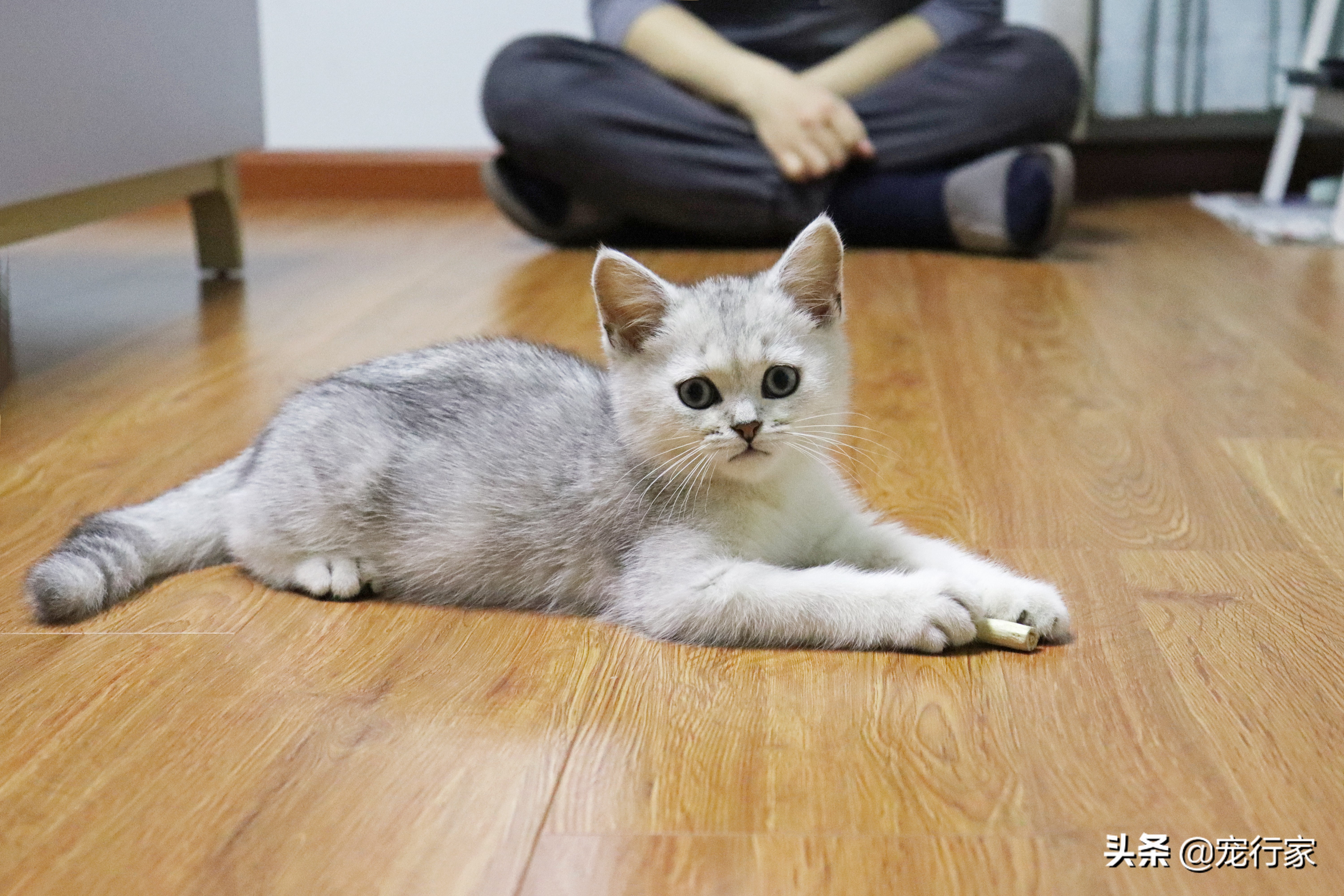 怎么处理猫毛最快最有效,处理猫毛的有效方法