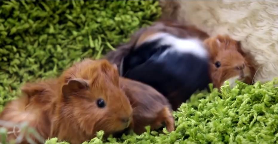 人造子宫实现让人类复活,人类能接受人造子宫吗