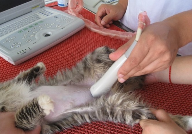 狗狗怀孕了怎么办？别怕，这样做准没错！