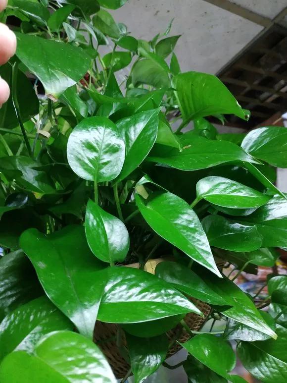 绿萝叶子干枯怎么回事,绿萝叶子黄开裂卷曲怎么办