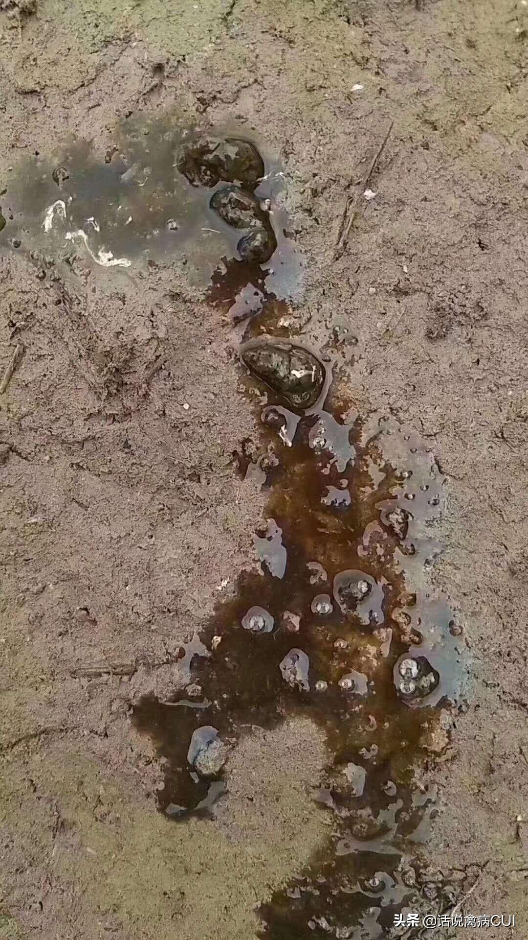 鸭子拉稀便怎么办,鸭子拉稀水便怎么治疗