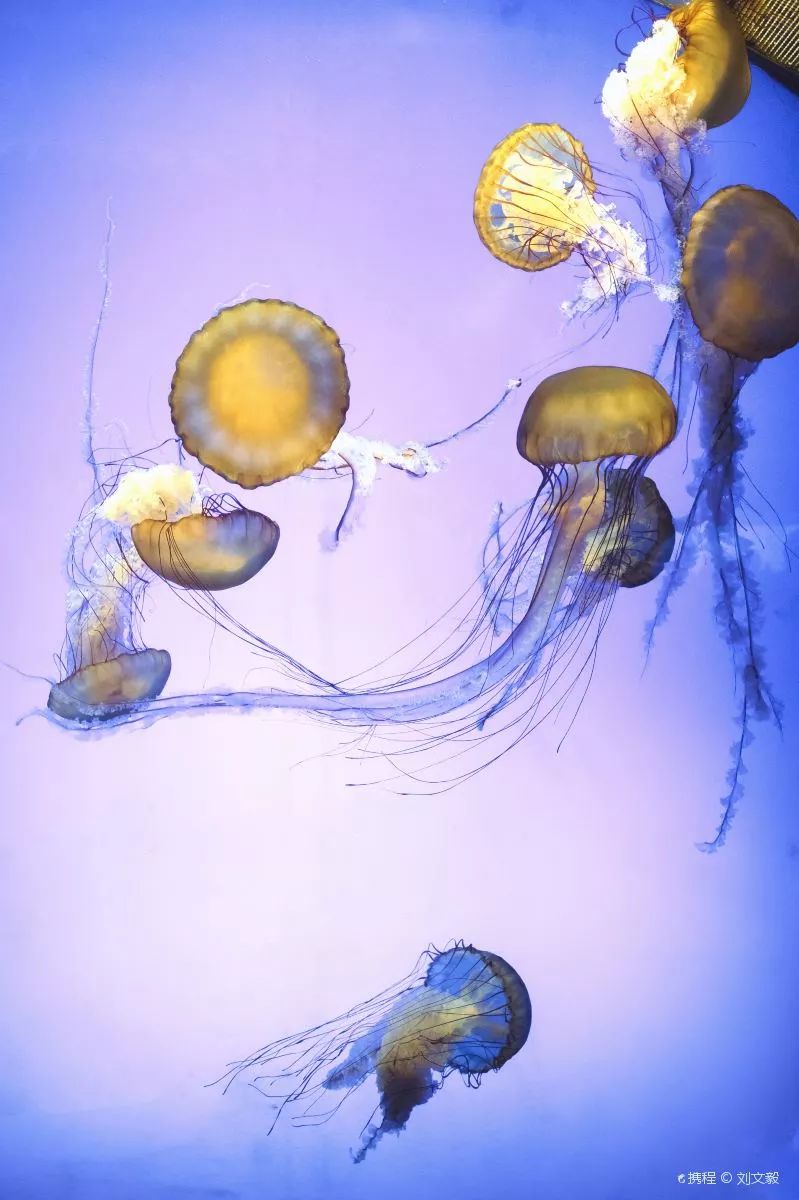 游玩半价票,0元门票玩上海