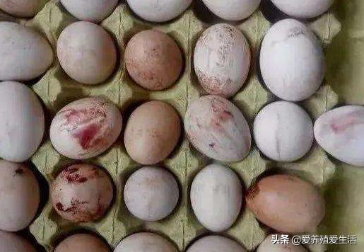 蛋鸡软壳蛋的防治方法,蛋鸡下软皮蛋是有病前兆