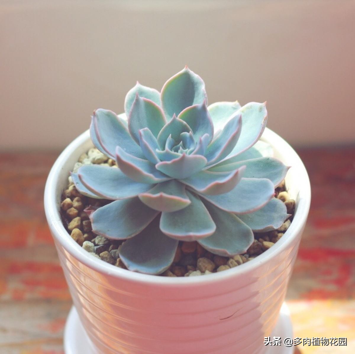 多肉品种蓝石莲怎么养殖,多肉蓝石莲养殖方法和注意事项