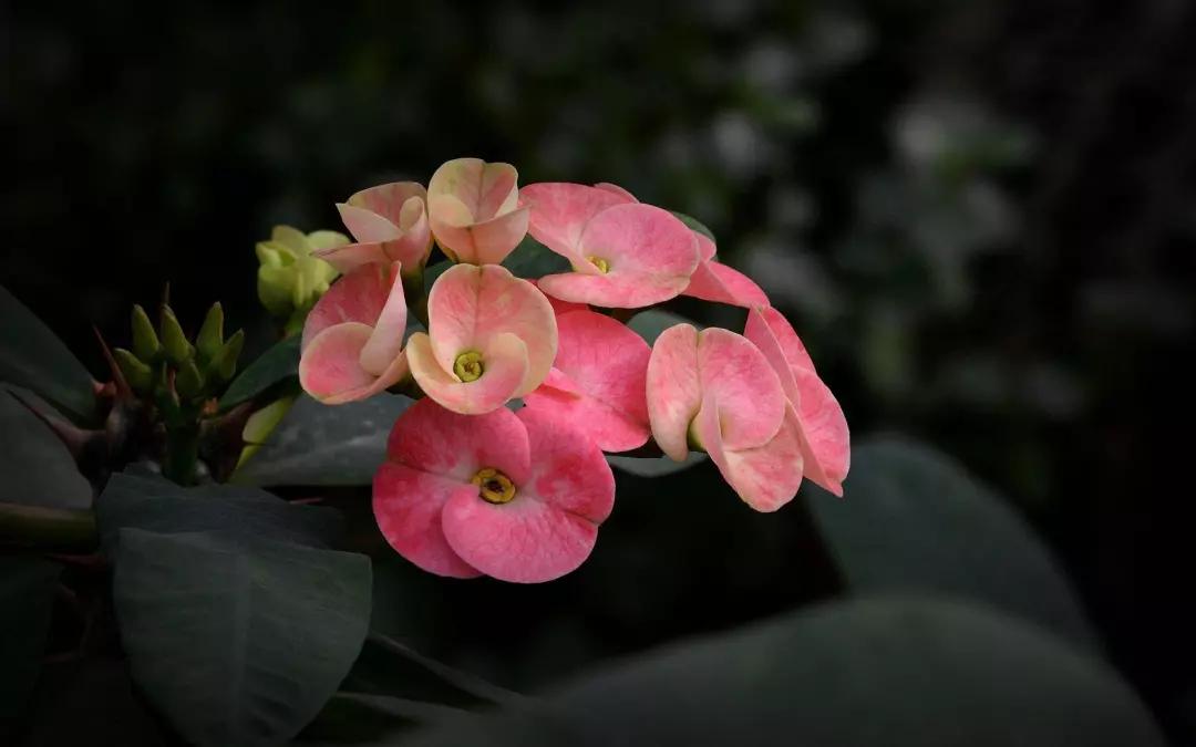 「识花儿」虎刺梅