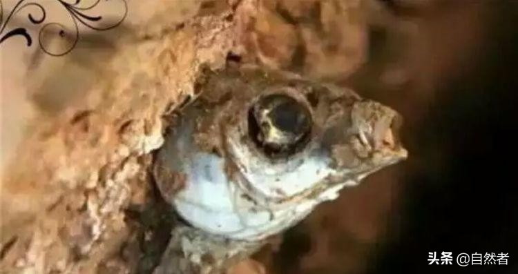 鱼离开水可能会活着对吗,鱼离开水会死下一句