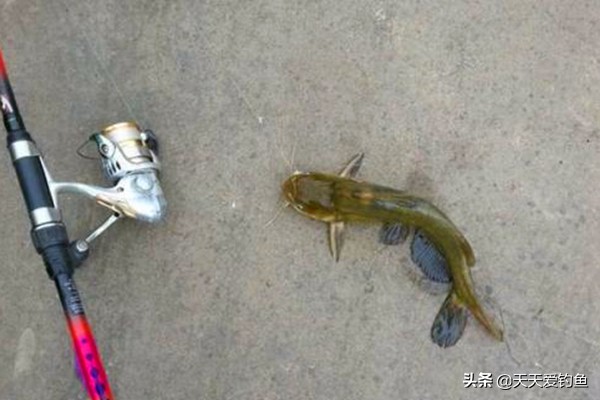 钓黄颡排钩怎么做最好用,钓黄腊鱼最好用什么串钩