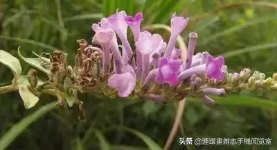 各种花的花语文案,花的花语100种