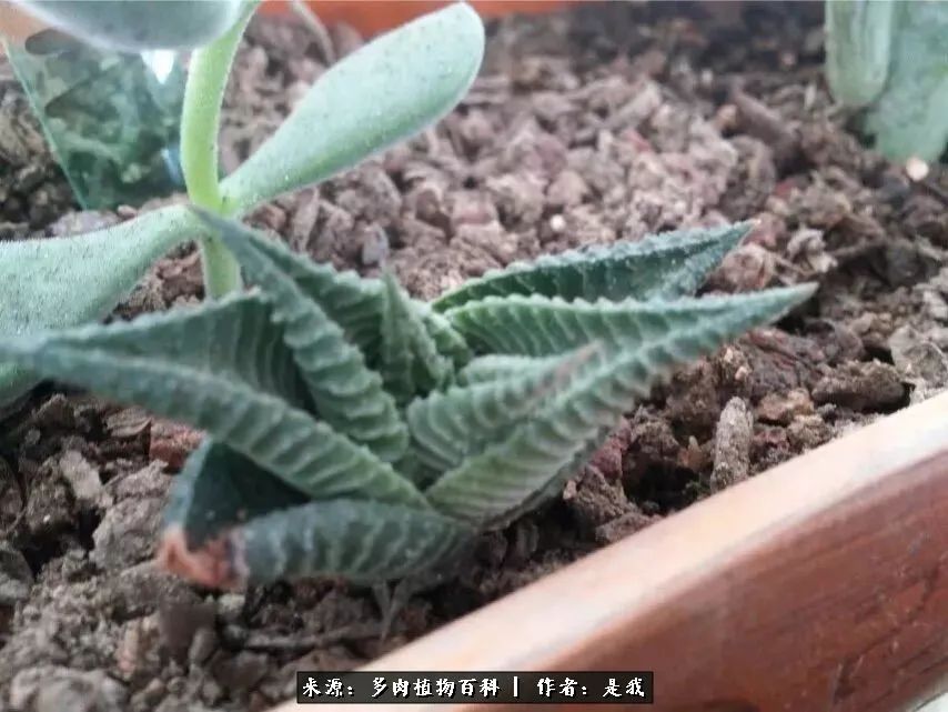 偶遇多肉的感言,偶遇山中多肉