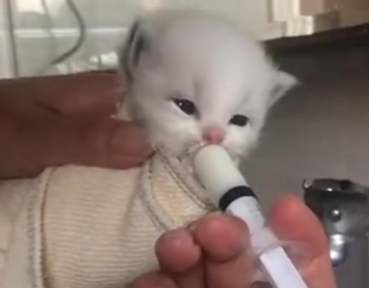 刚出生的小猫咪太虚弱无法吃奶,猫咪生育生病小猫咪还能吃奶吗