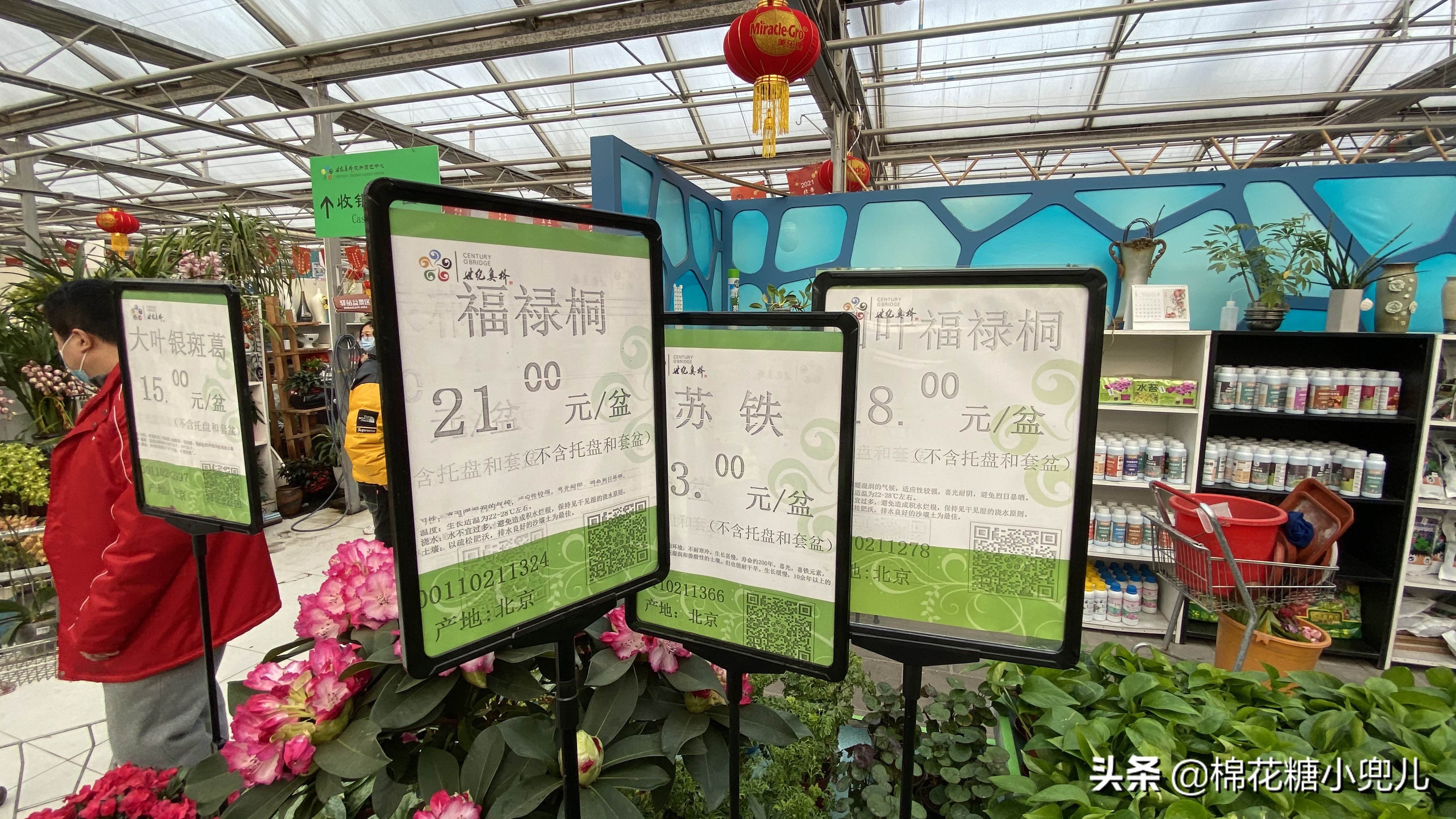 北京南四环花卉绿植批发市场,北京开一家鲜花店