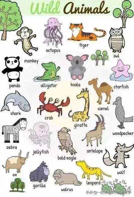动物英文名称大全,沙漠里的动物英文名称