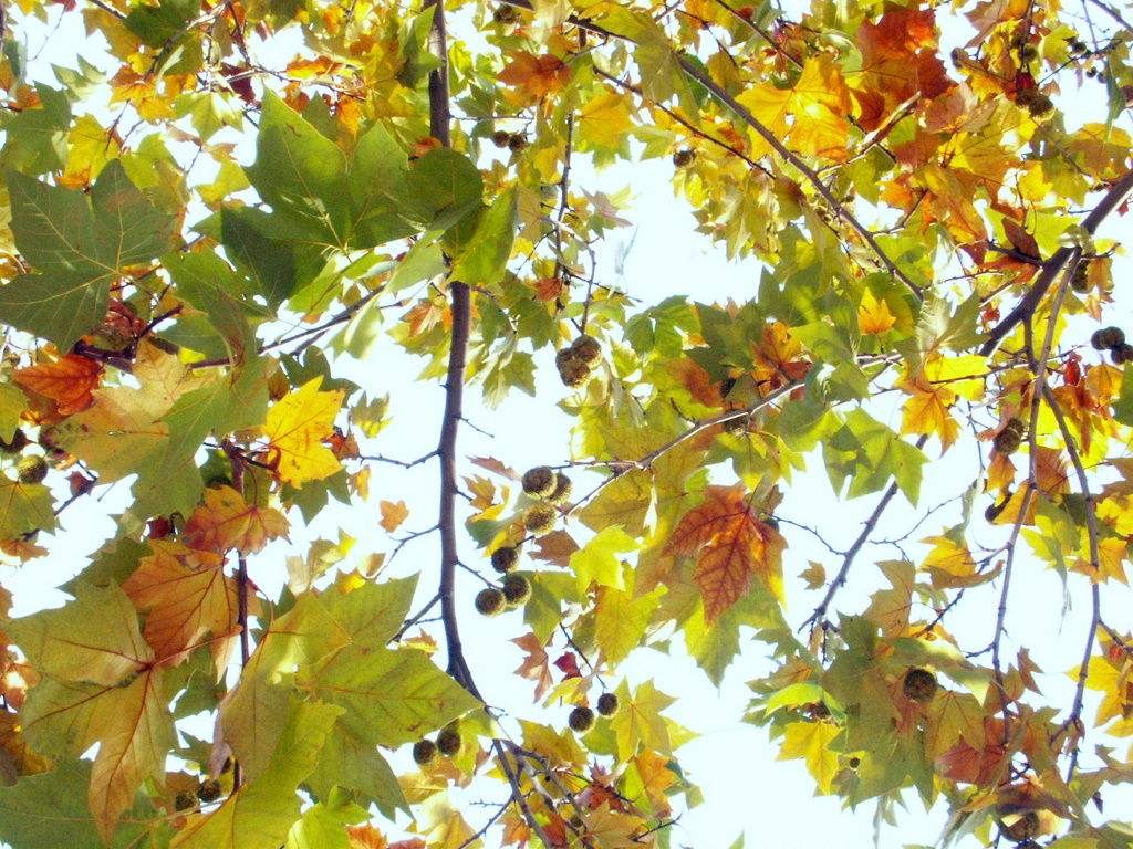 法桐防治病虫害的方法,法桐病虫害最佳治疗方法