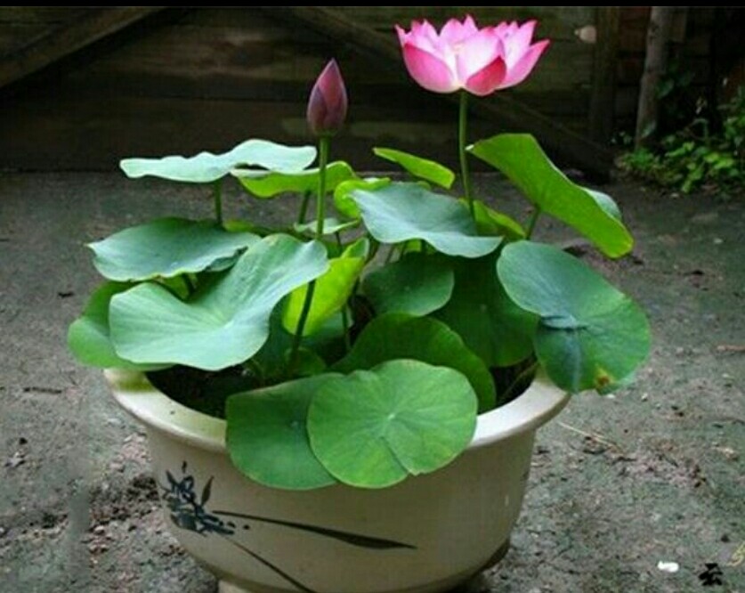 碗莲长势不佳，不开花，栽种时要注意这些细节