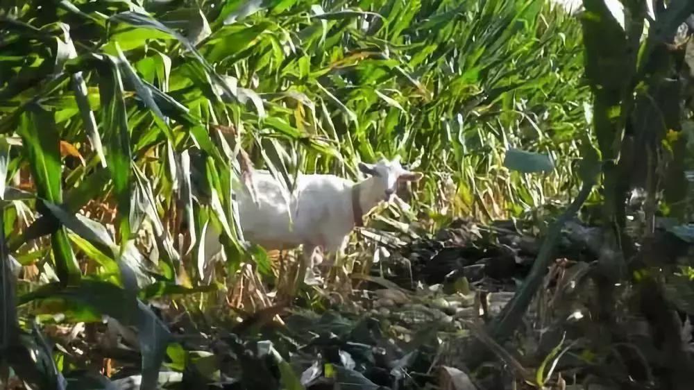 放羊不小心吃了别人的庄稼怎么办,玉米秸秆喂羊吃不干净怎么办