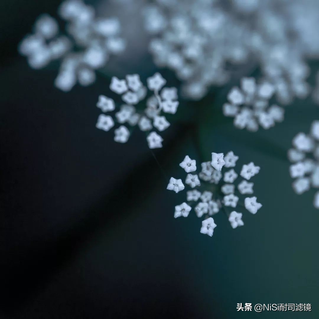 看到精彩——加拿大摄影师老飘飘的近摄镜测评