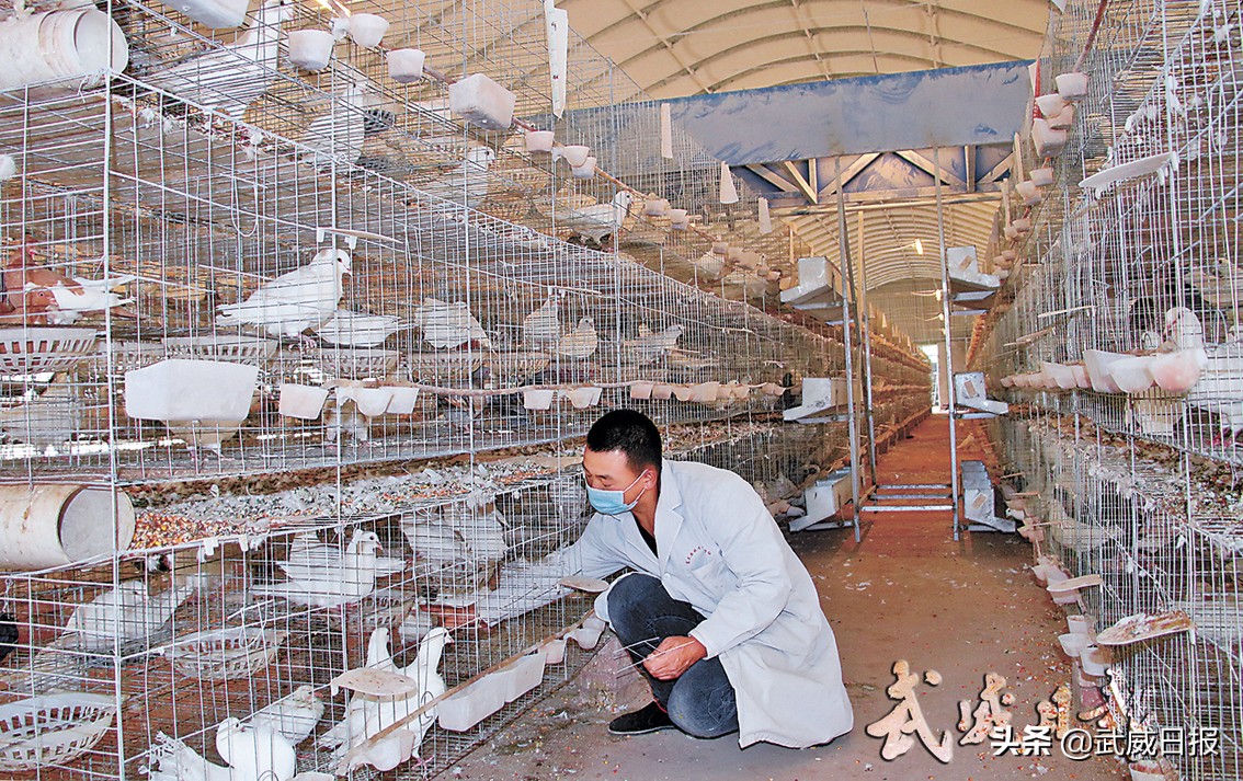 养起致富鸽踏上小康路——武威市“特色产业富百姓”全媒体集中采访系列报道之十