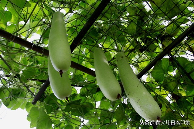 夕颜花语,夕颜花的花语是什么啊