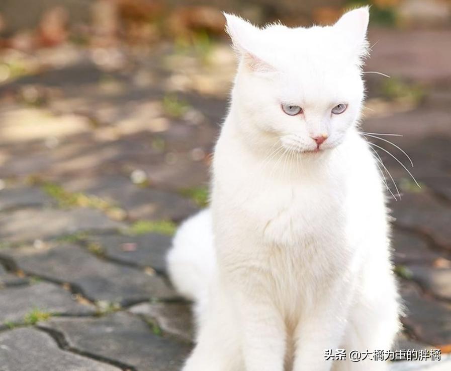 白猫“化身”*男美**子,与主人甜蜜同居,猫咪治愈剧《快过来》真甜