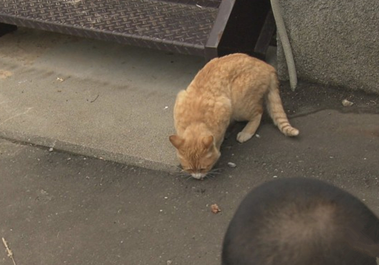 铲屎官用风油精对猫咪有什么影响,抽烟会不会导致猫咪得猫鼻支