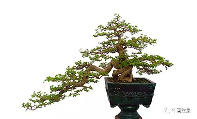文人飘枝盆景图片欣赏,斜杆式飘枝盆景图片欣赏