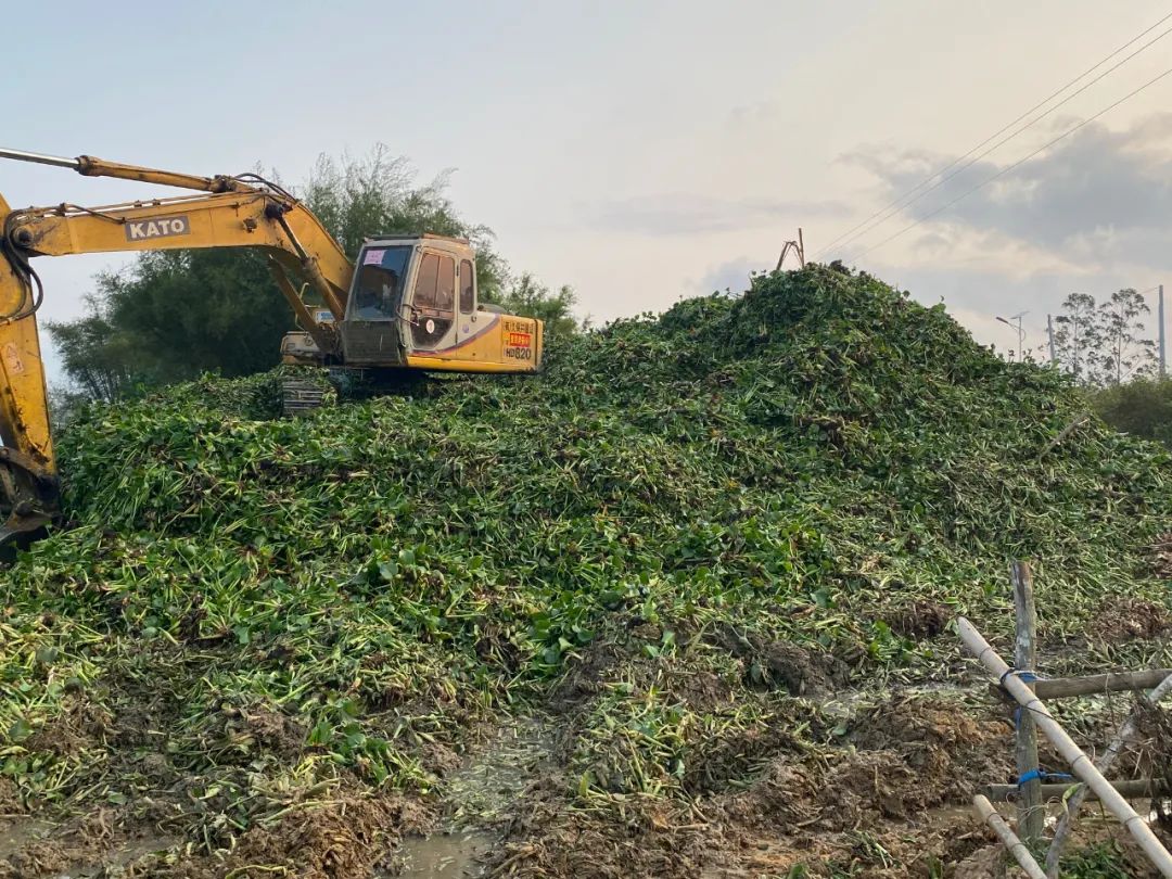 对水浮莲开战阳春清漂任务84万平方米，每天至少清漂8万平方米