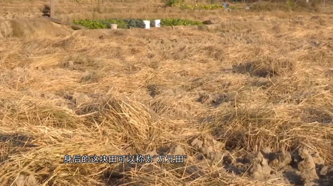 安义县黄洲镇马蹄之乡,贵港马蹄之乡是哪里的景点