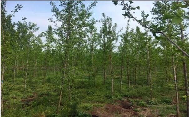 树木截冠有什么好处,树木歪了如何矫正