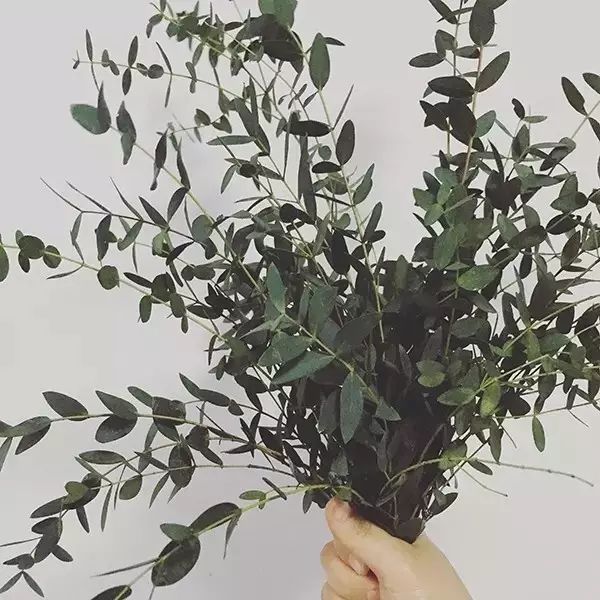 花店用的尤加利是什么品种,尤加利有几种